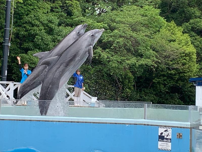 イルカの 8FA2E055-C9DA-41E8-A0D1-E8489F099343