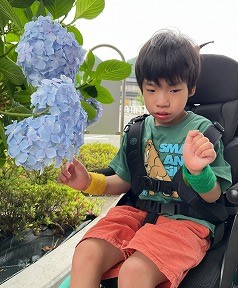 紫陽花の観察をしている写真。