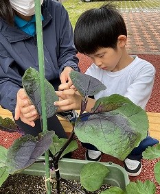 なすの葉を触っている写真。