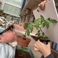 ミニトマトの苗を観察している様子