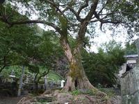 椋の大樹P1030251