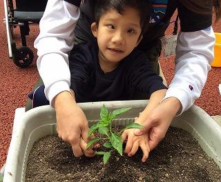 ピーマンの苗を植えています