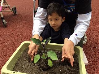 なすの苗を植えます
