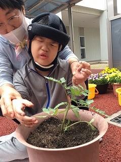 ミニトマトの苗はミニトマトのにおいがします