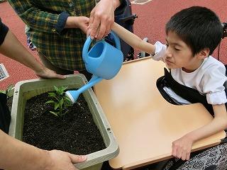 じょうろで水やりをします