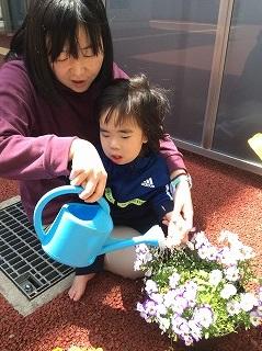 花に水をやります