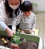 ミニトマトの苗を穴の中に置こうとている写真