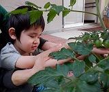 緑色のミニトマトの下方を手のひらで触っている写真