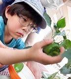 ピーマンを手でしっかり持って収穫している写真