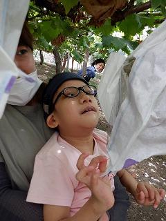 紙袋に包まれたぶどうを見ています