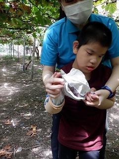 紙袋で包まれたぶどうを両手で持っています