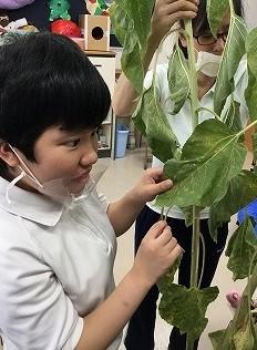 生徒がひまわりの大きな葉に触れています