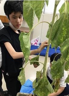 生徒が大きく成長したひまわりの茎を持っています