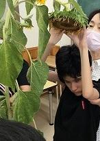 生徒が手を伸ばしてひまわりの花に触れています