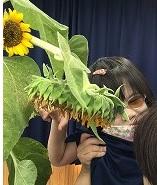 生徒がひまわりの種の大きさに触れて、感じています