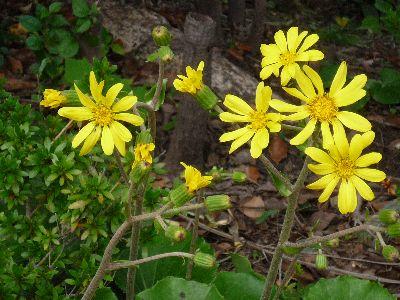 黄色い花の写真P1030237