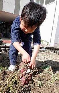 幼児が土の中からサツマイモを持ち上げている写真。