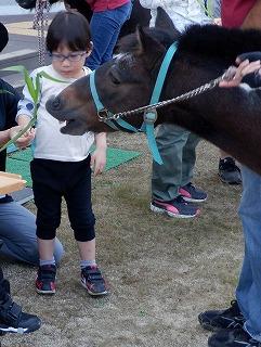 幼児が乗馬体験をさせてくれたポニーに草をあげている写真です